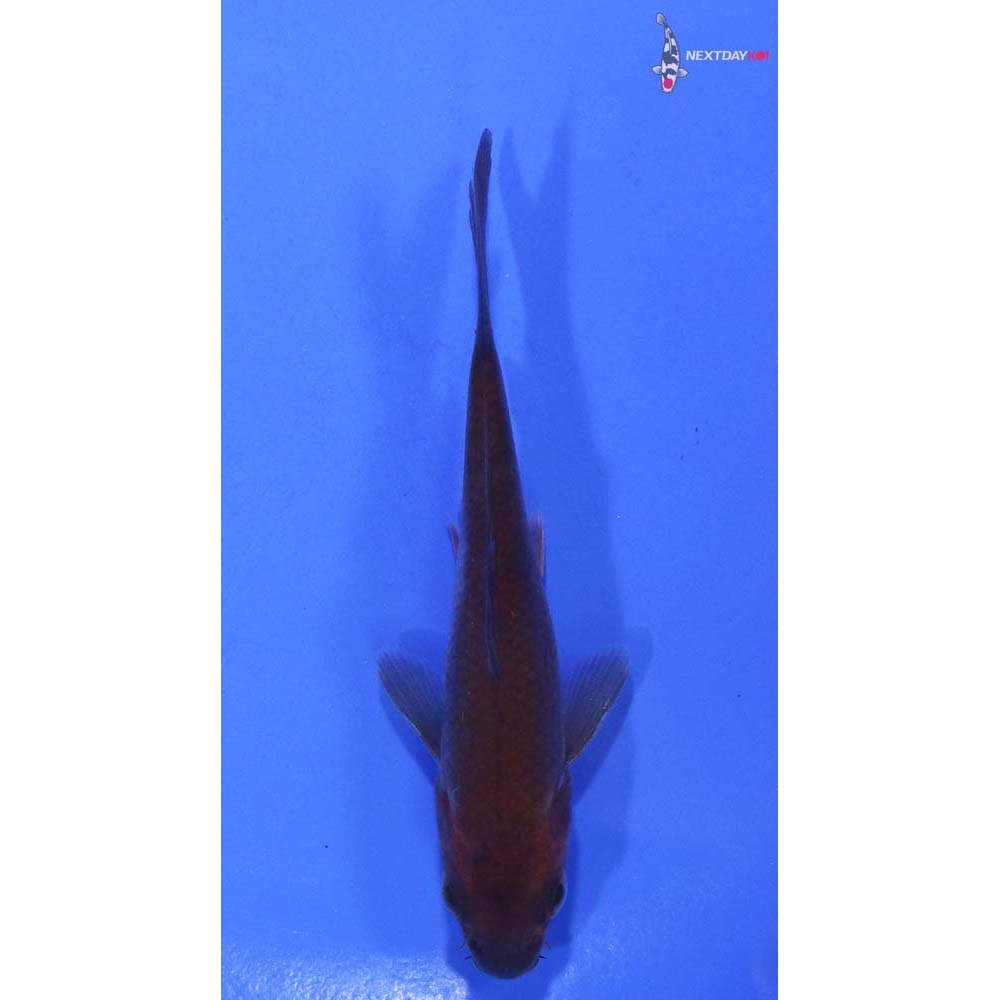 4” Imported Chagoi