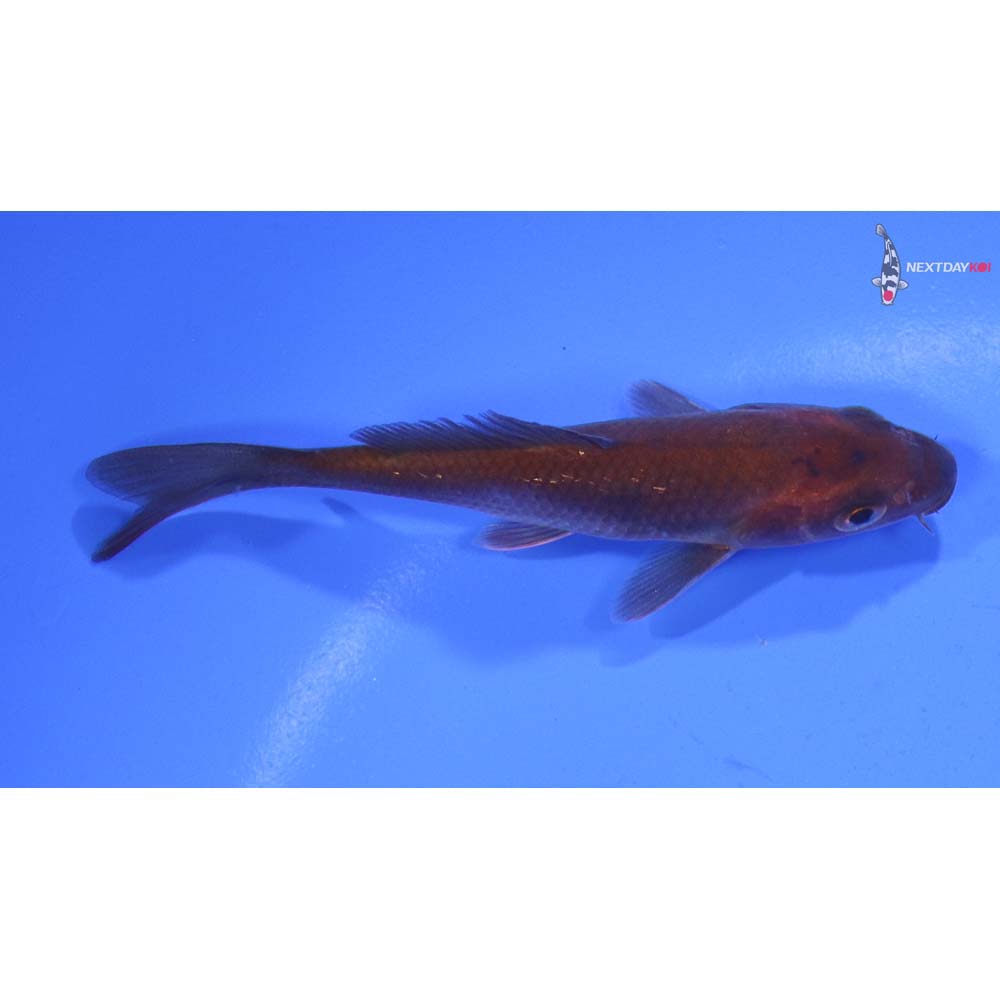 4” Imported Chagoi