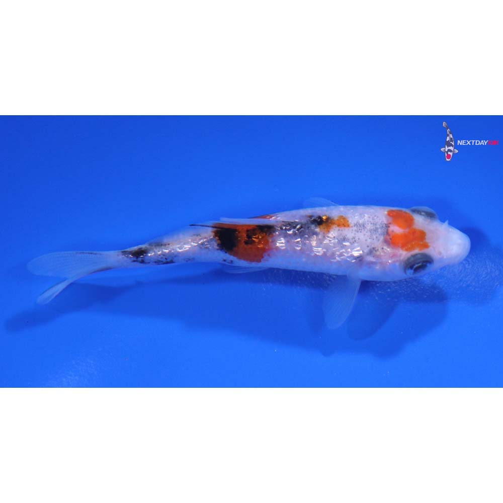 3” Imported Gin Rin Sanke