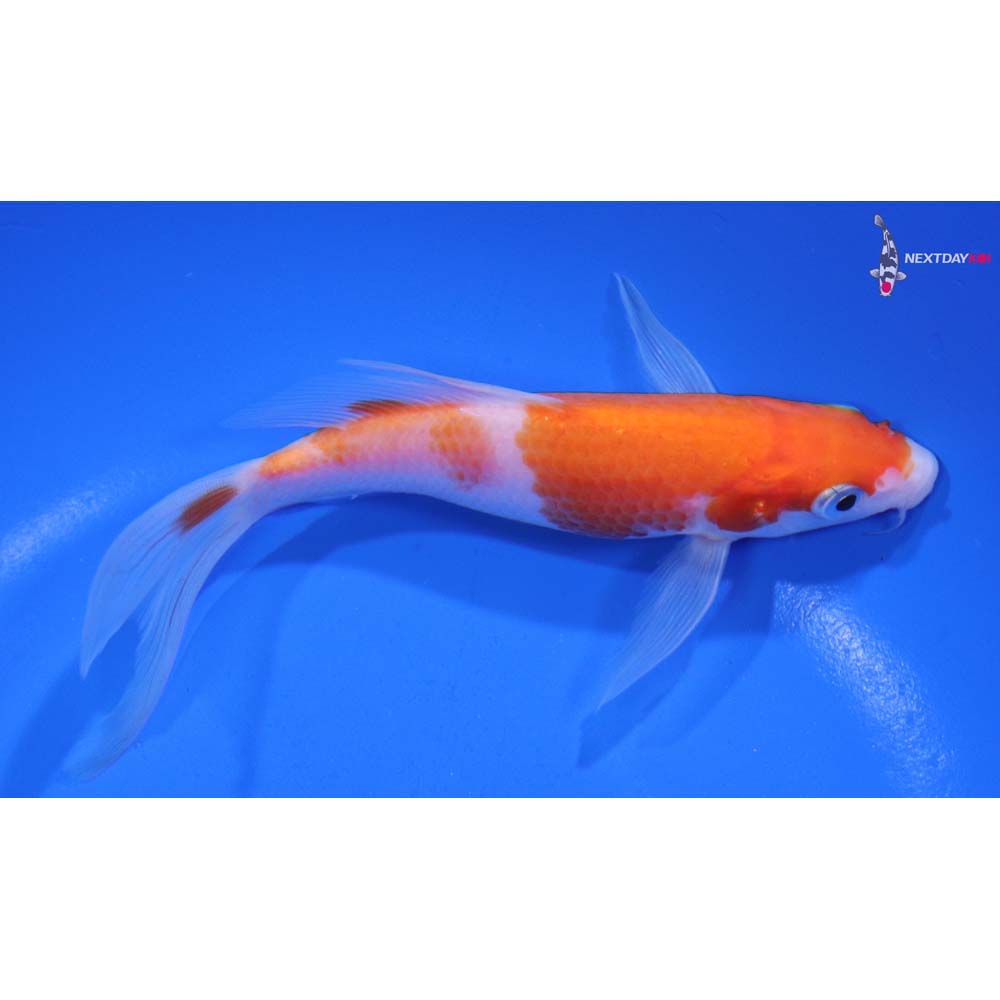 5.5” Imported Kohaku Butterfly Koi
