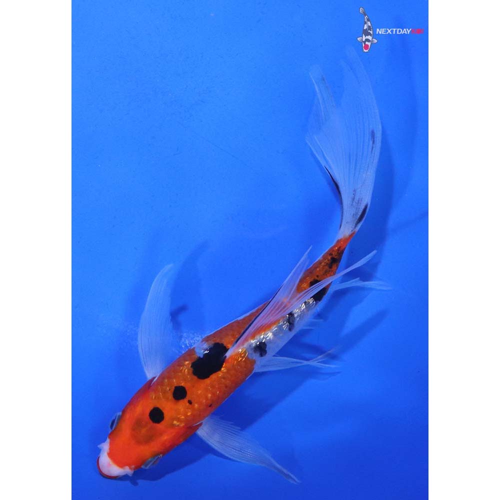 5.5” Imported Gin Rin Sanke Butterfly Koi