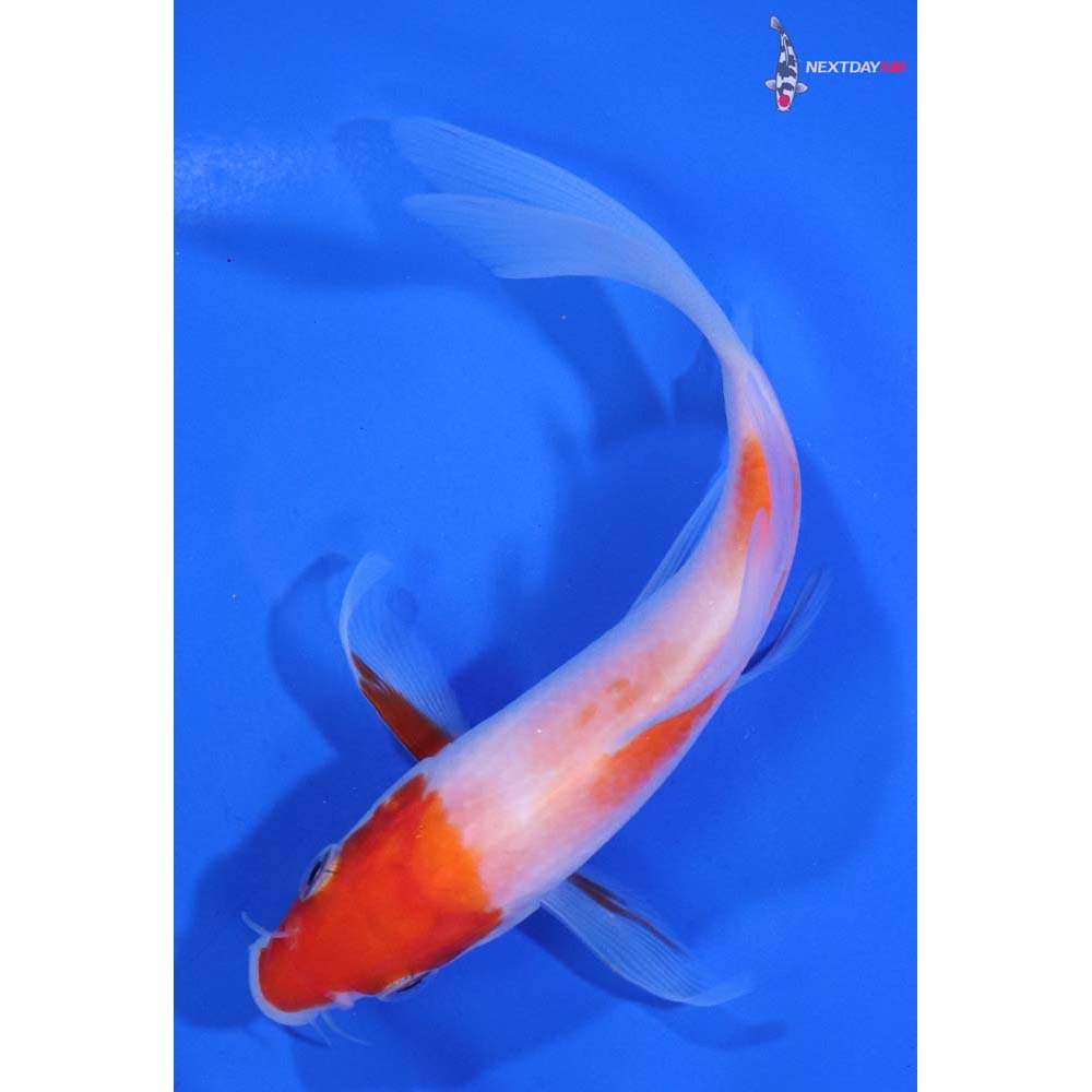 5” Imported Kohaku Butterfly Koi