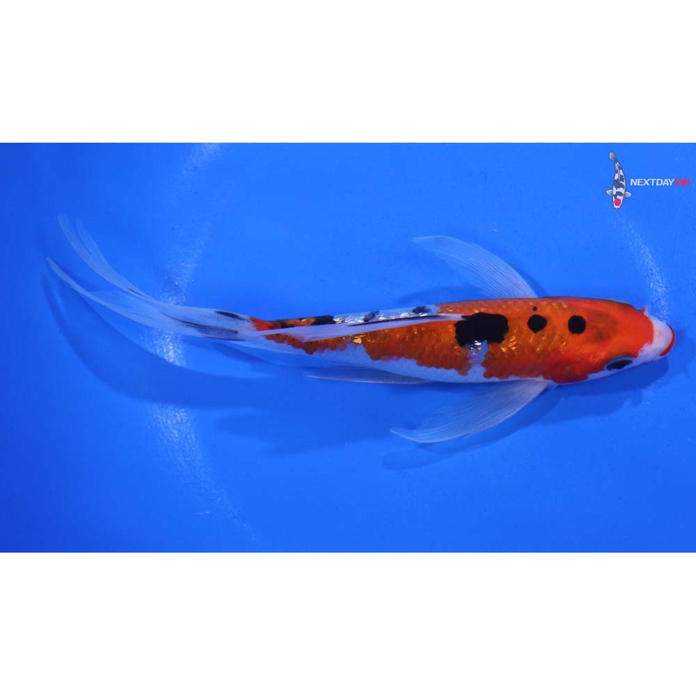 5.5” Imported Gin Rin Sanke Butterfly Koi