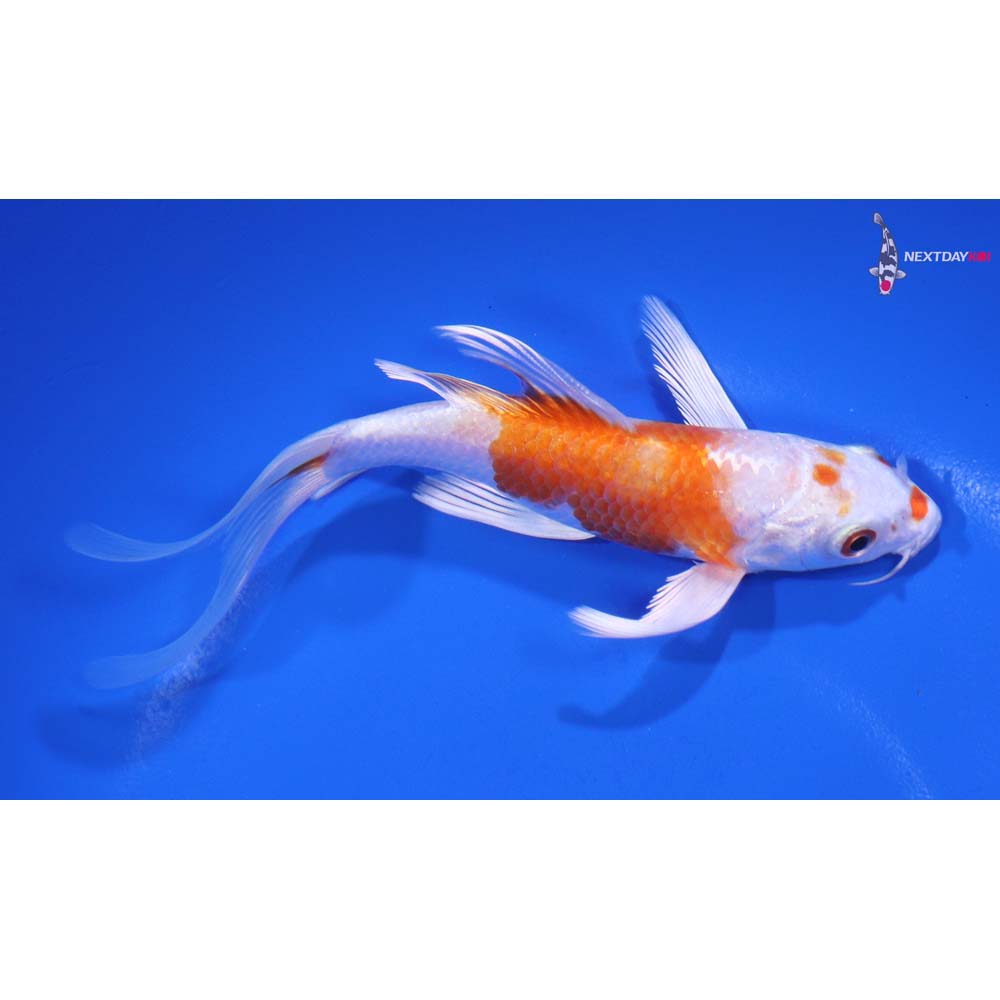 5.5” Imported Hariwake Butterfly Koi