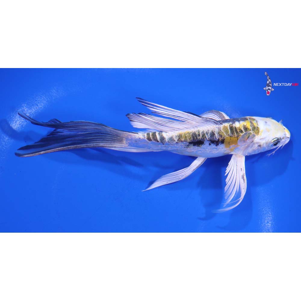 6.5” Imported Heisei Nishiki Butterfly Koi