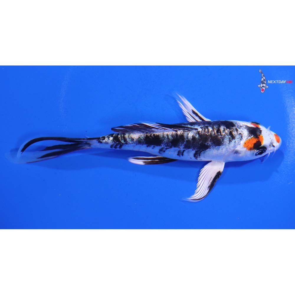 5” Imported Heisei Nishiki Butterfly Koi