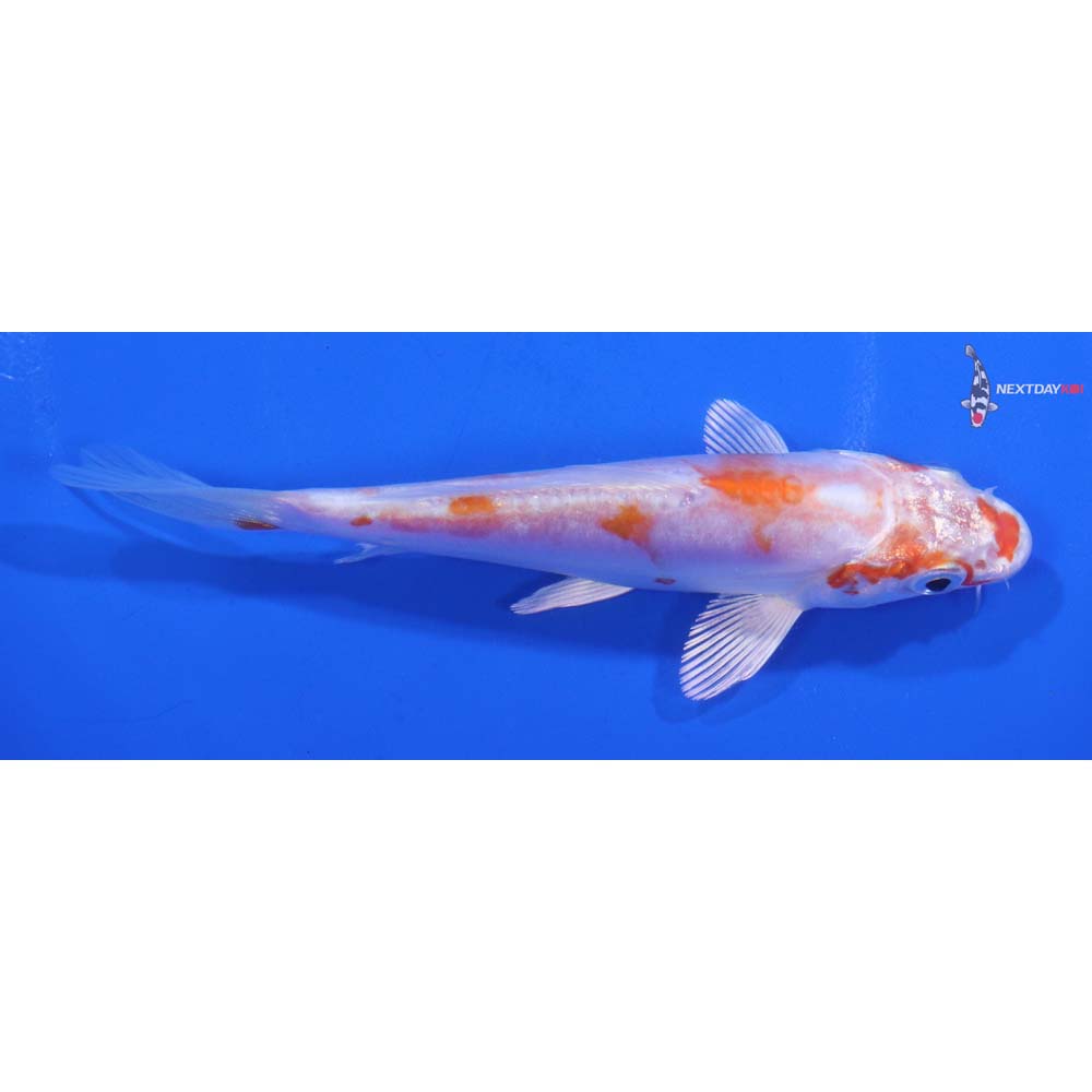 5” Imported Kikusui