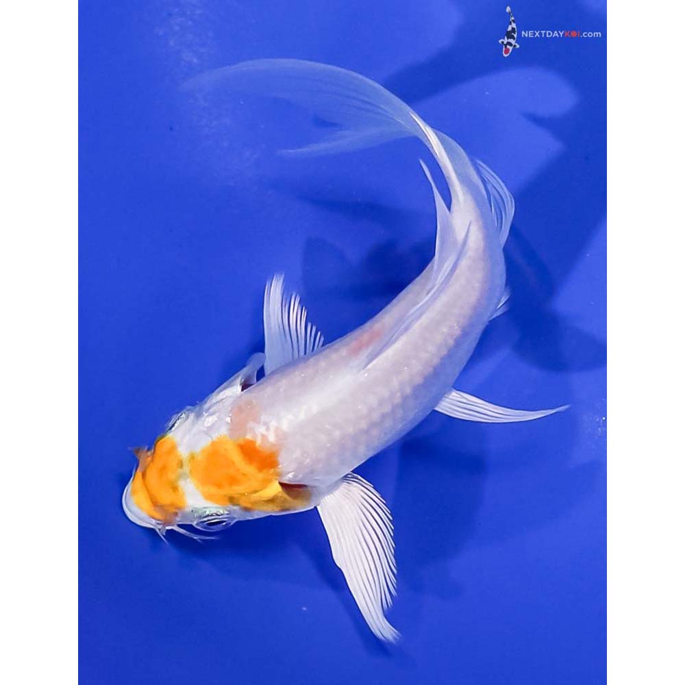 4.5” Imported Hariwake Butterfly Koi