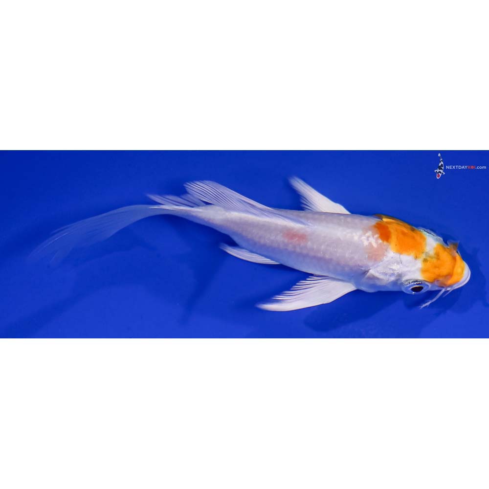 4.5” Imported Hariwake Butterfly Koi