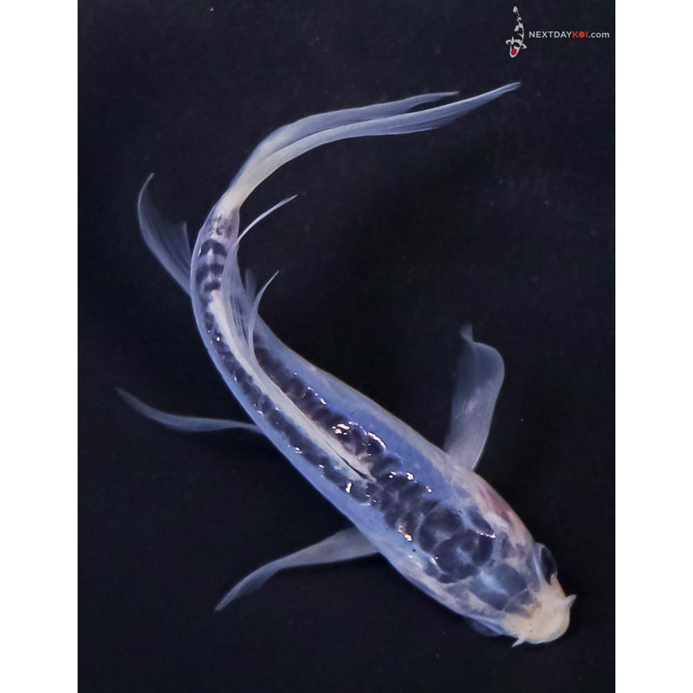 4.5” Imported Shusui Butterfly Koi