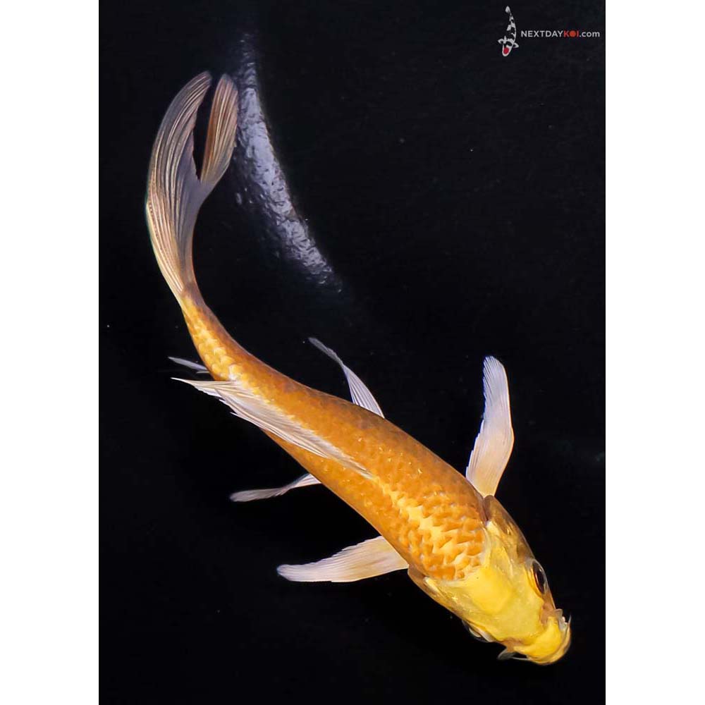 5” Imported Yamabuki Ogon Butterfly Koi