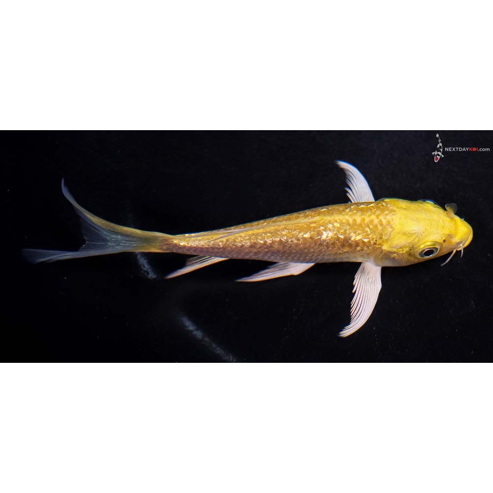 5” Imported Gin Rin Yamabuki Ogon Butterfly Koi