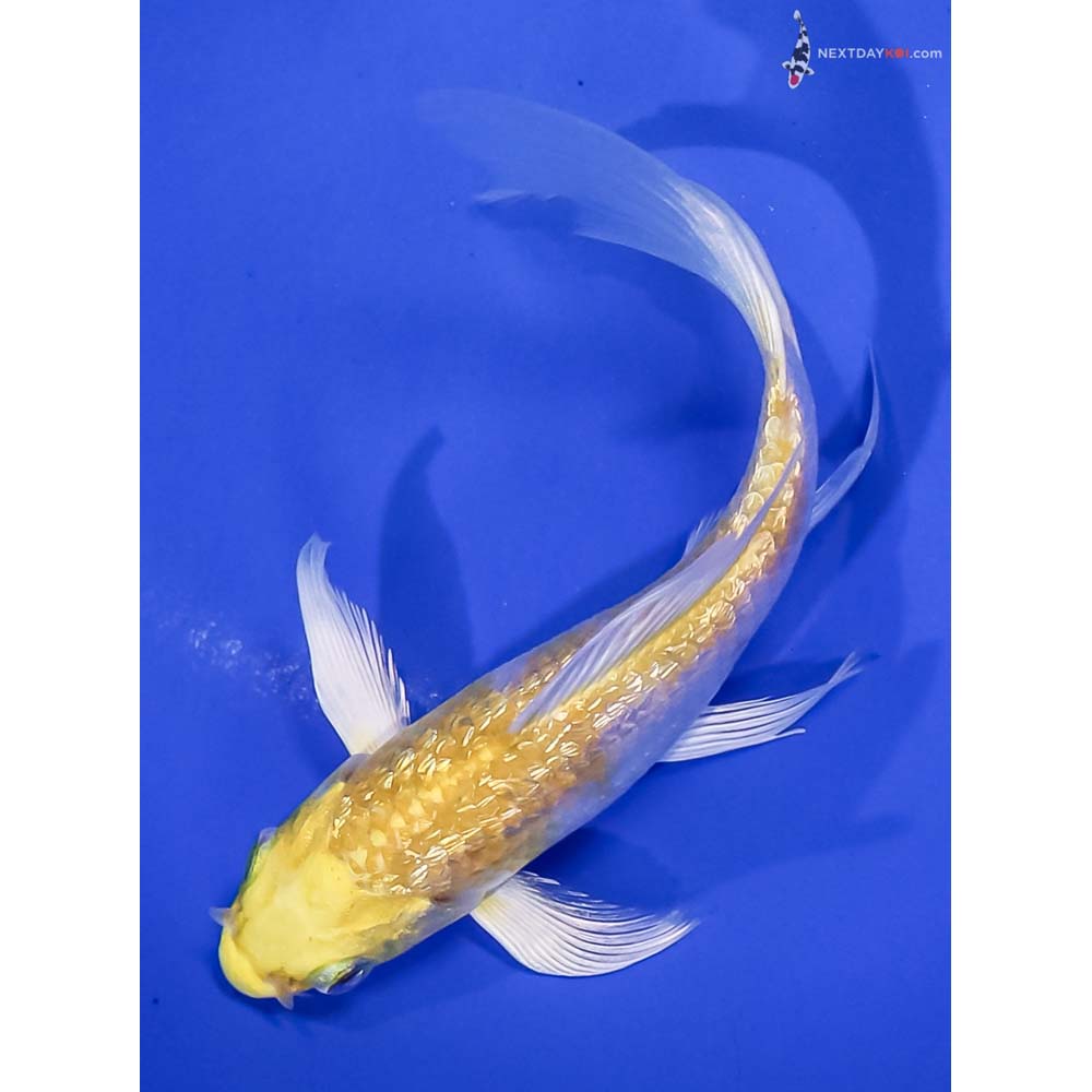 5” Imported Gin Rin Lemon Hariwake Butterfly Koi