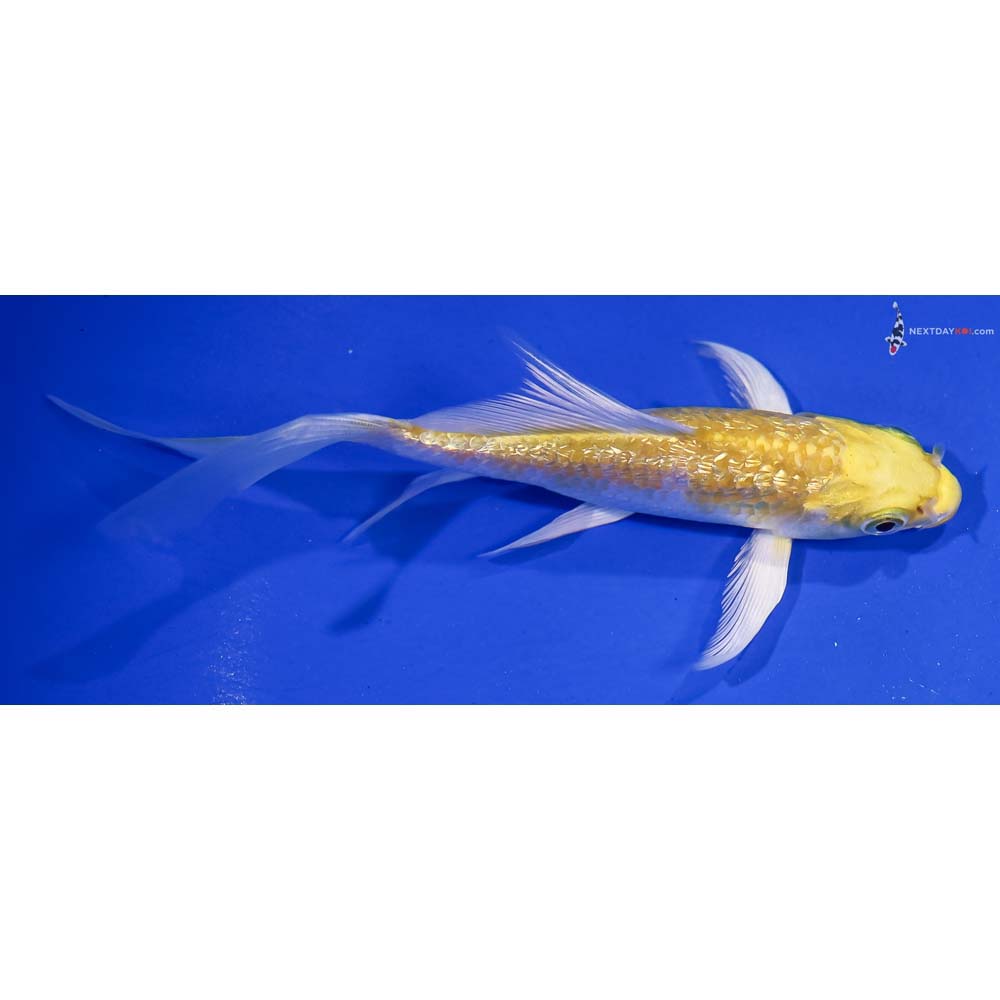 5” Imported Gin Rin Lemon Hariwake Butterfly Koi