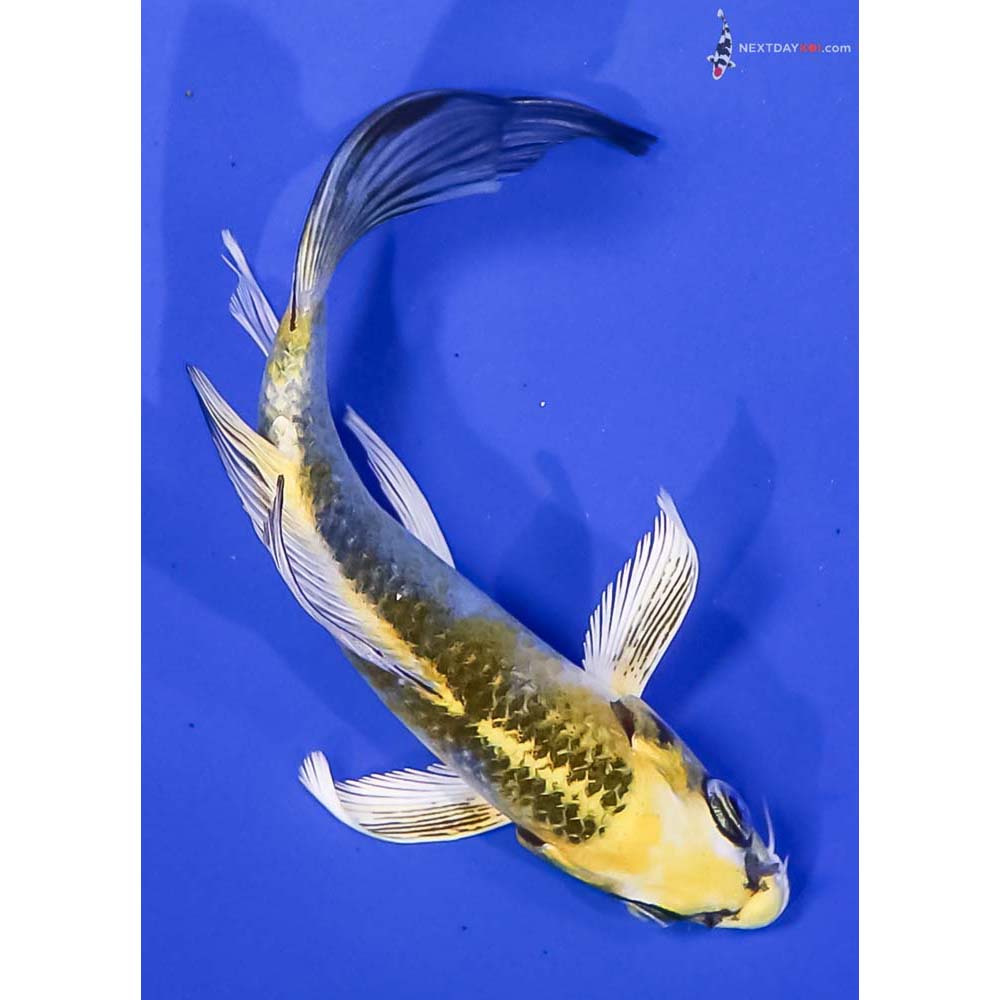 5” Imported Kujaku Butterfly Koi