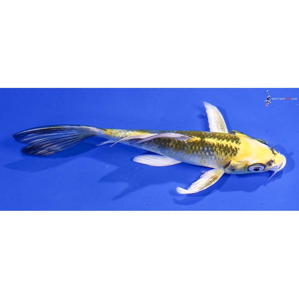5” Imported Kujaku Butterfly Koi