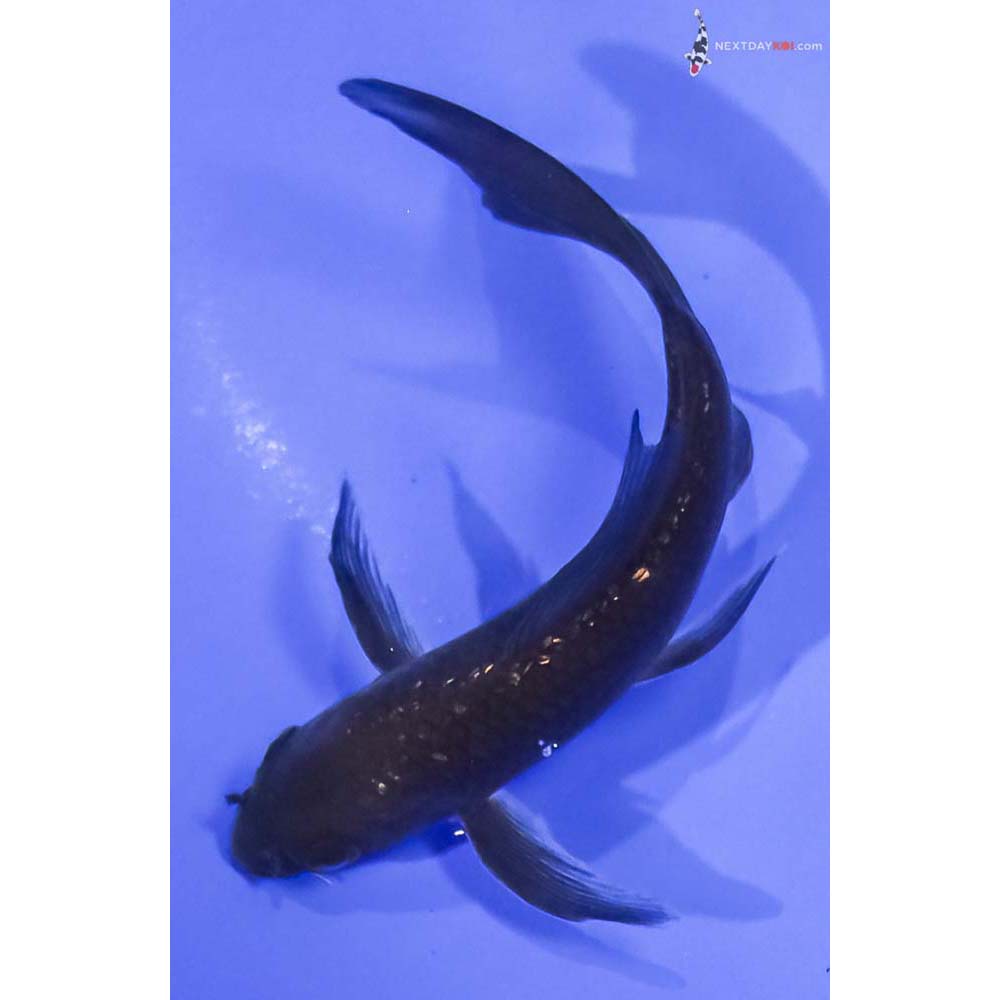 5” Imported Gin Rin Chagoi Butterfly Koi