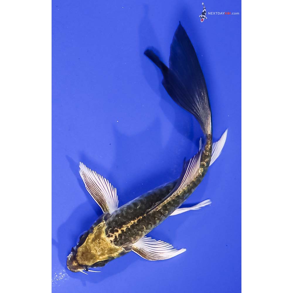 5” Imported Armor Scaled Ki Matsuba Butterfly Koi