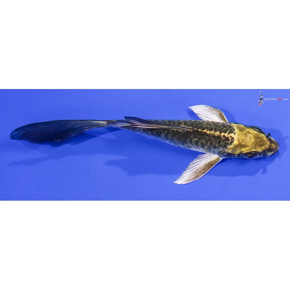 5” Imported Armor Scaled Ki Matsuba Butterfly Koi