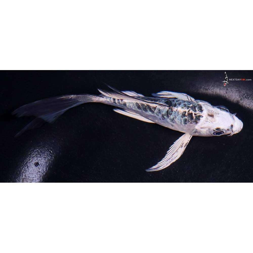 5” Imported Doitsu Blue Gin Shiro Bekko Butterfly Koi