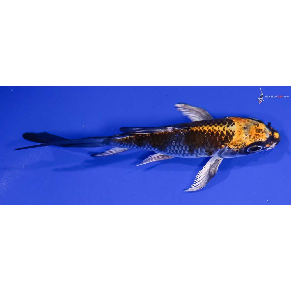 4.5” Imported Kujaku Butterfly Koi