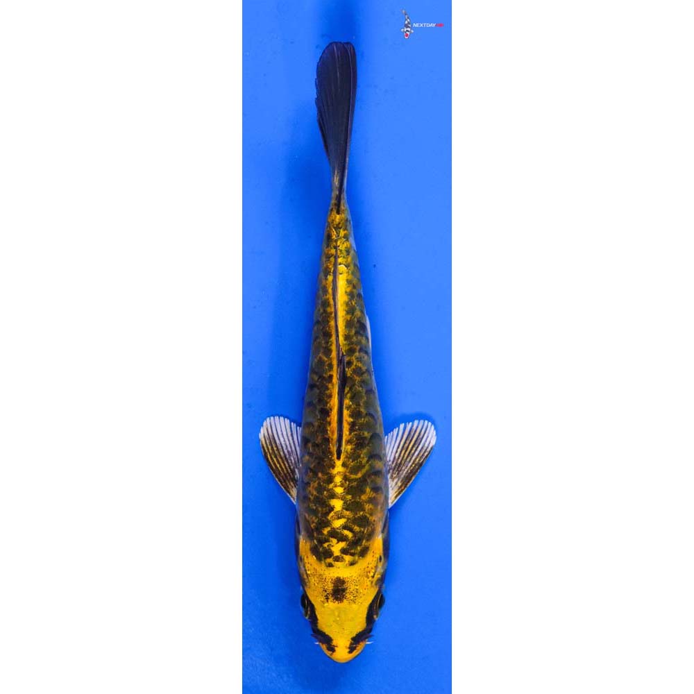 5” Imported Armor Scaled Kujaku