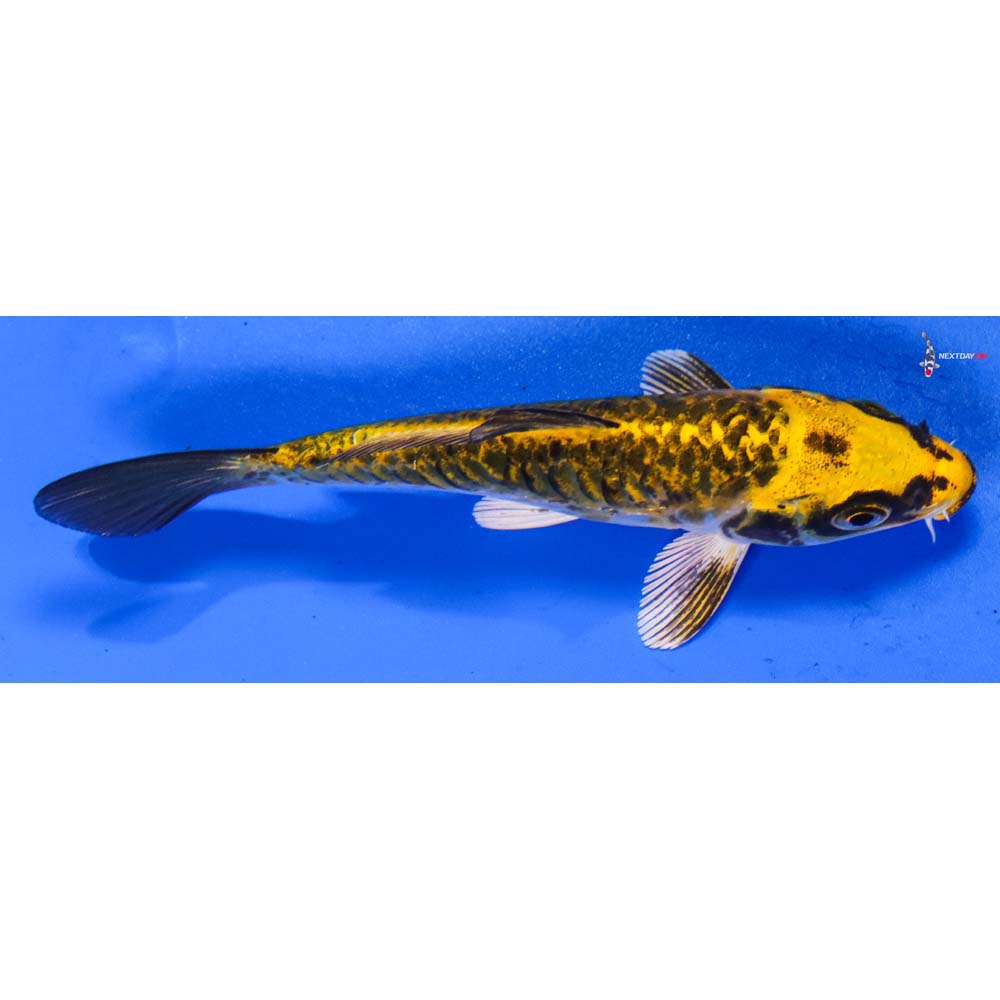 5” Imported Armor Scaled Kujaku