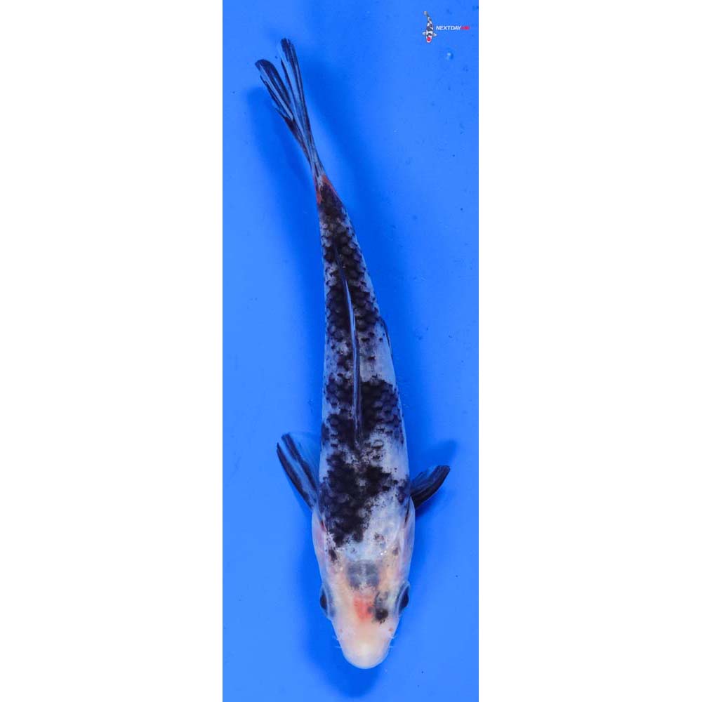 5” Imported Shiro Utsuri