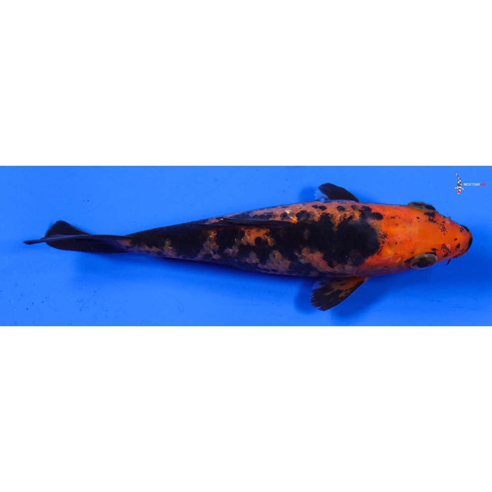 5” Imported Aka Bekko