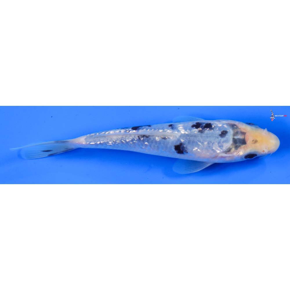 5.5” Imported Gin Rin Shiro Bekko