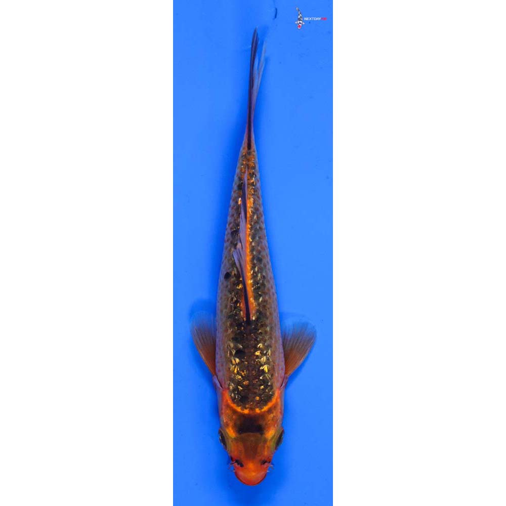 5.5” Imported Gin Rin Hi Asagi