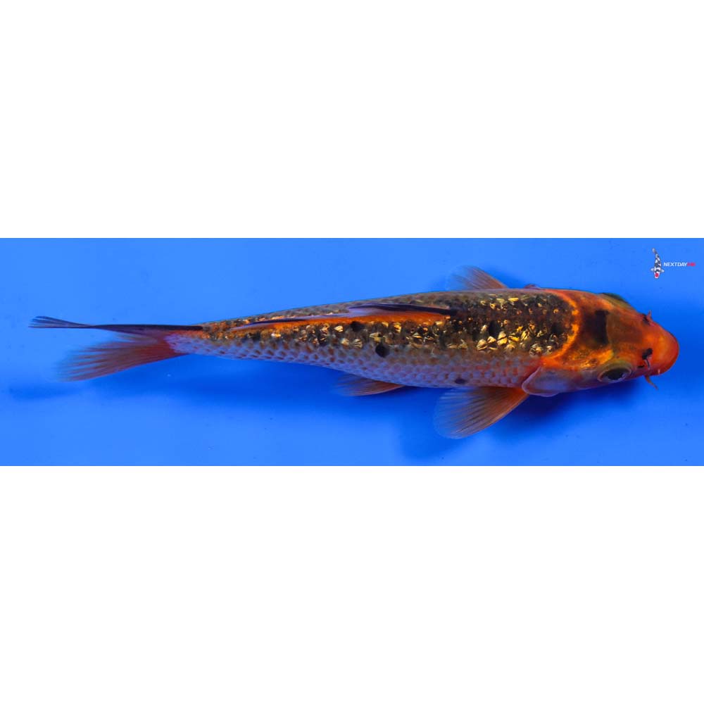 5.5” Imported Gin Rin Hi Asagi