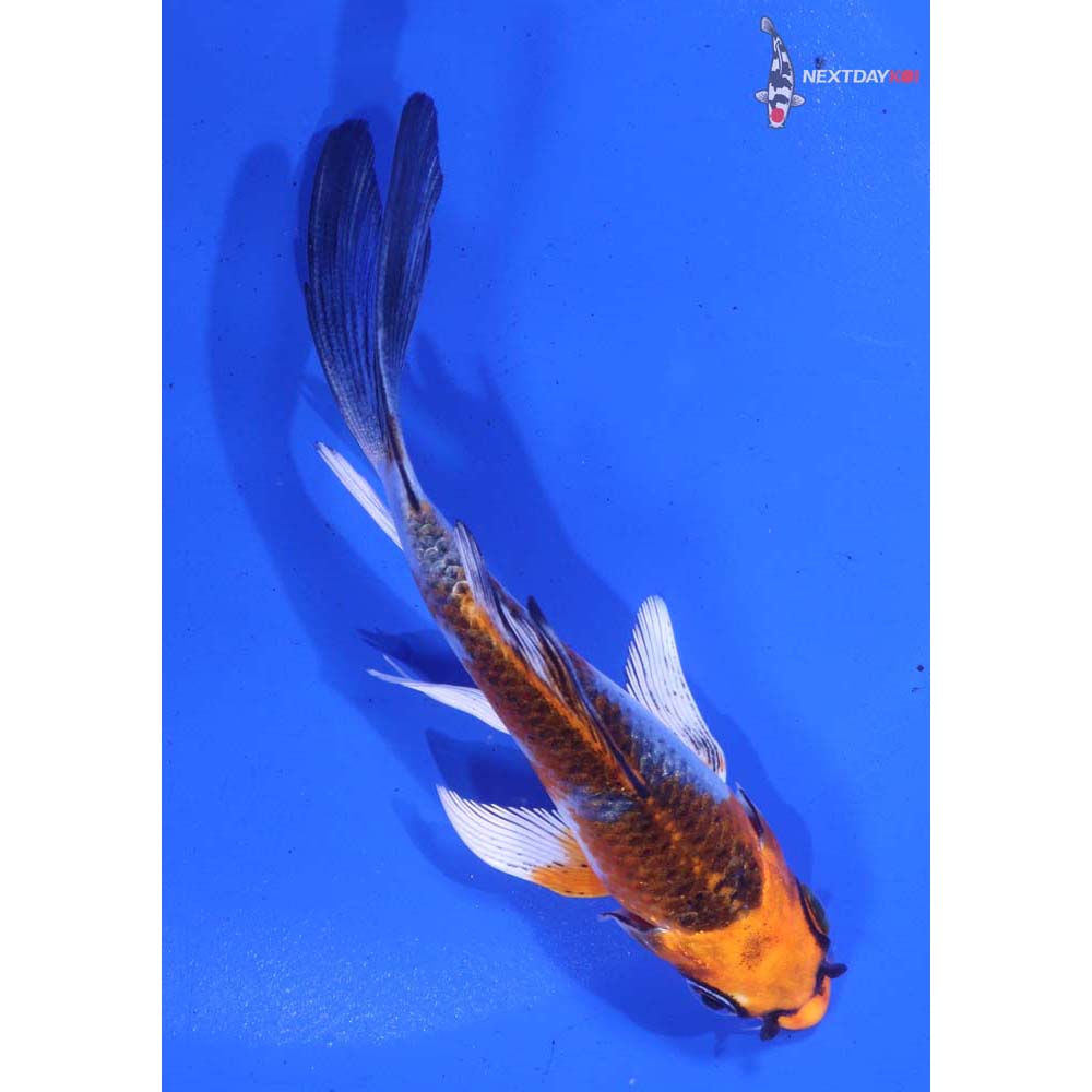 4.5” Imported Kujaku Butterfly Koi
