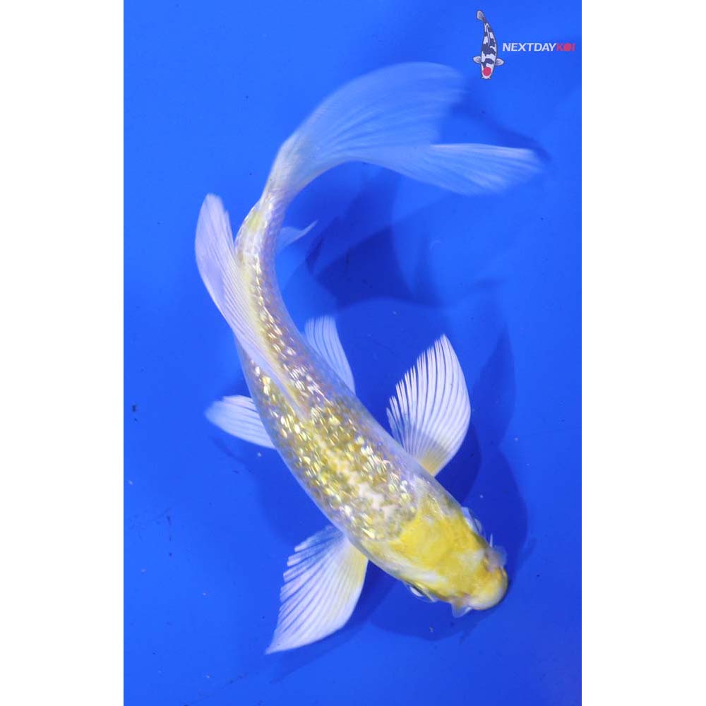 4.5” Imported Gin Rin Lemon Hariwake Butterfly Koi