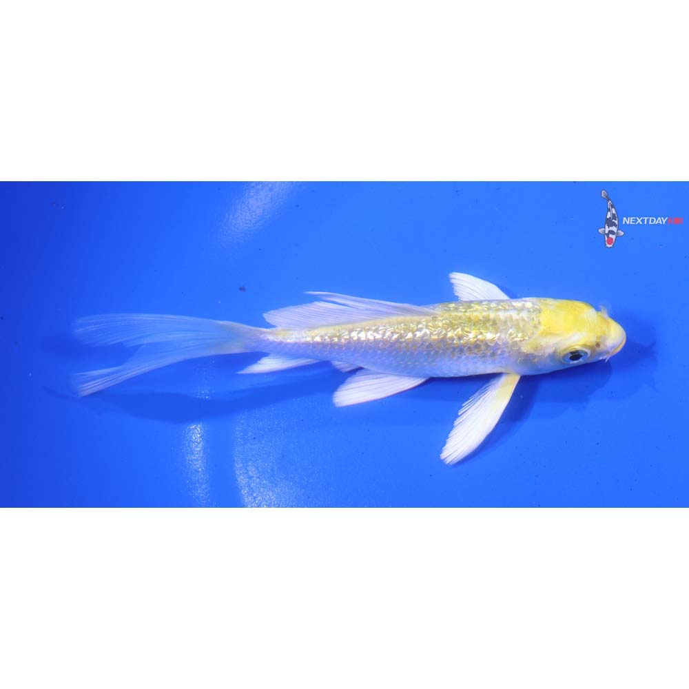4.5” Imported Gin Rin Lemon Hariwake Butterfly Koi