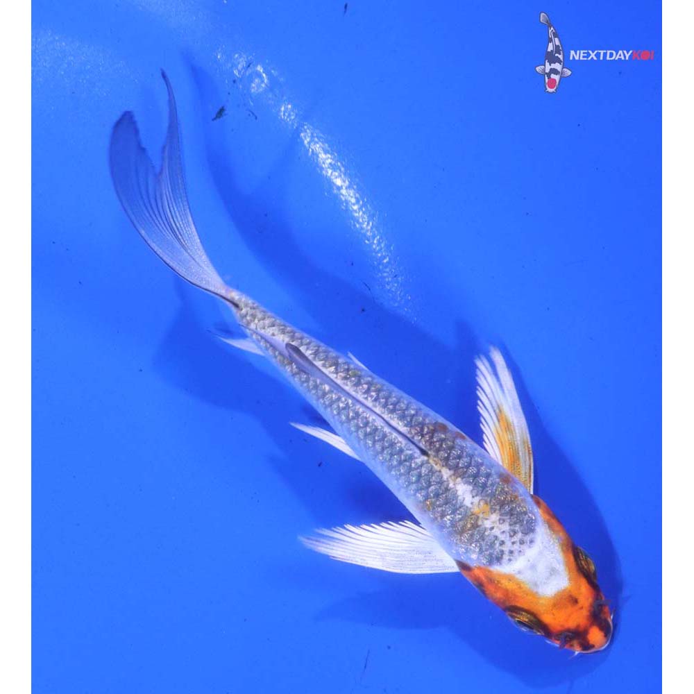 4” Imported Gin Rin Kujaku Butterfly Koi