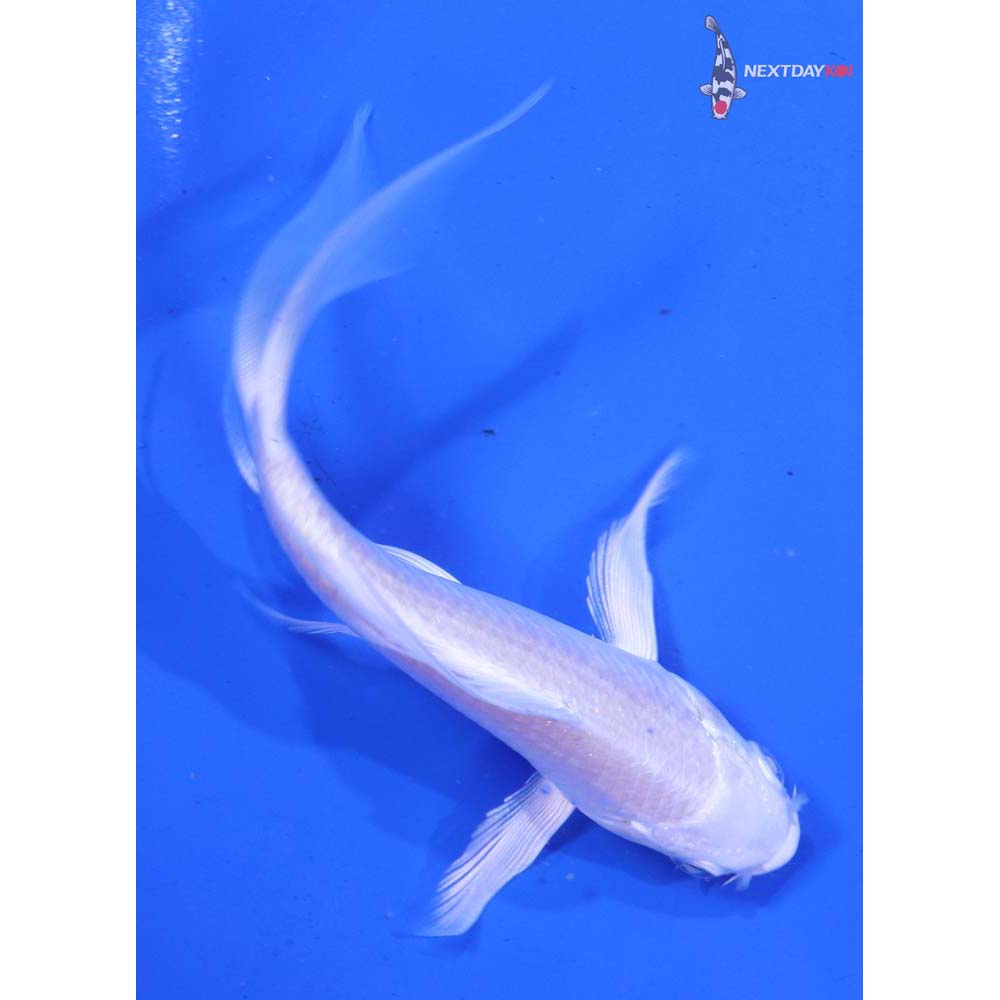 4.5” Imported Platinum Ogon Butterfly Koi