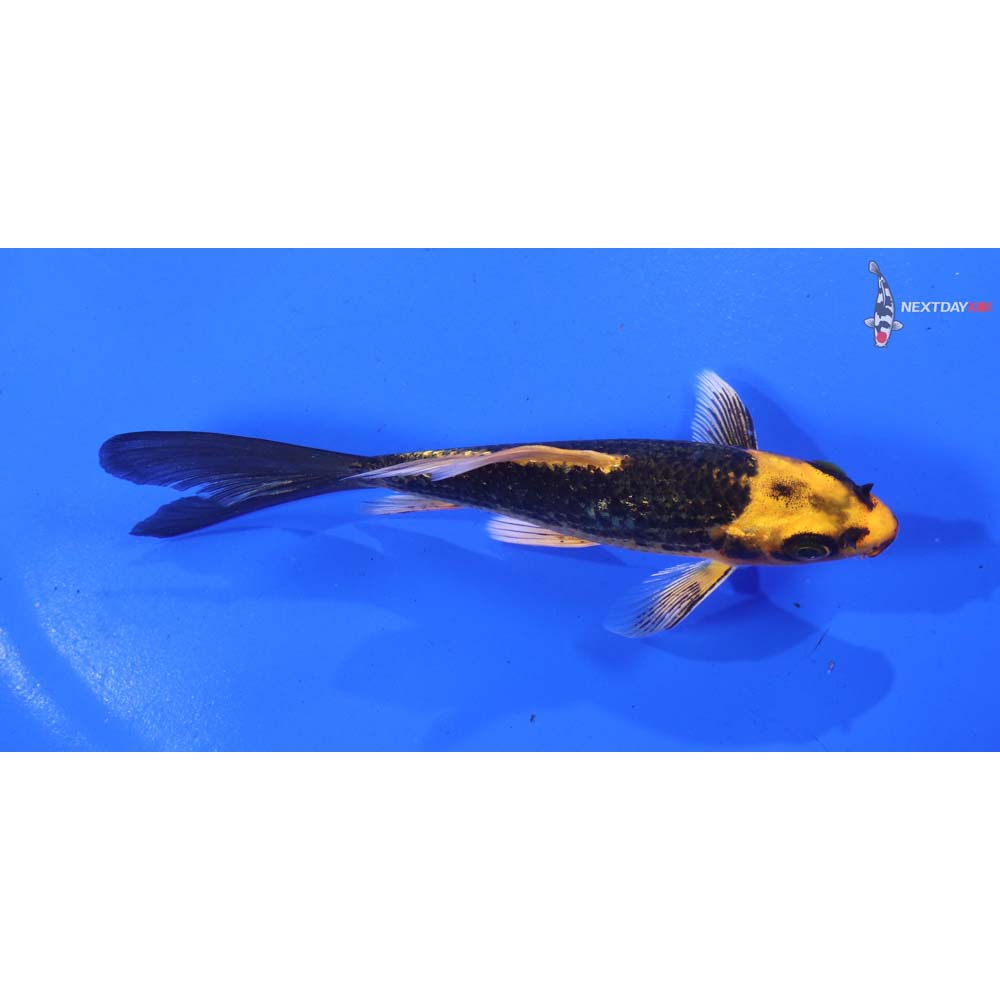 4.5” Imported Ki Matsuba Butterfly Koi