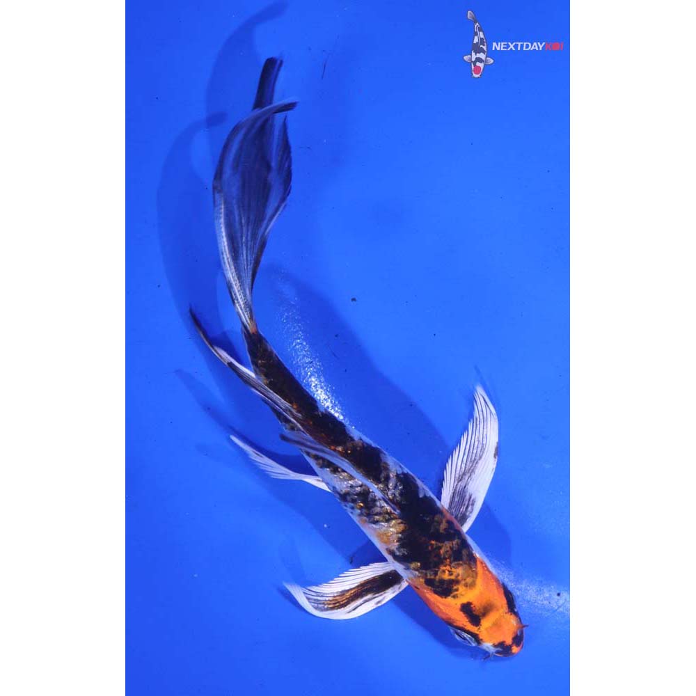 5” Imported Yamato Nishiki Butterfly Koi