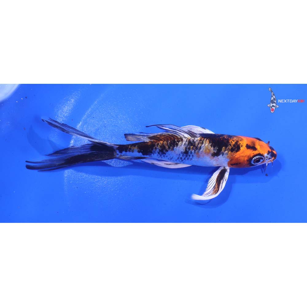 5” Imported Yamato Nishiki Butterfly Koi