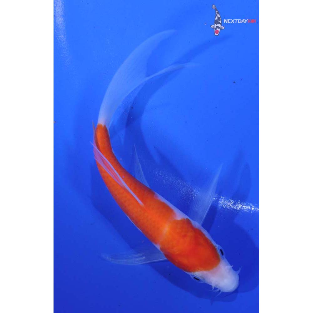 5” Imported Kohaku Butterfly Koi