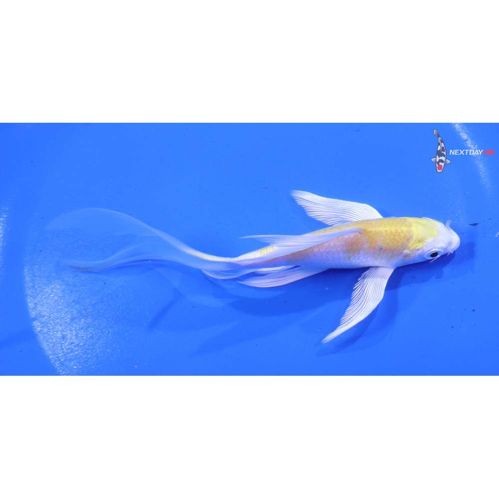 5” Imported Lemon Hariwake Butterfly Koi