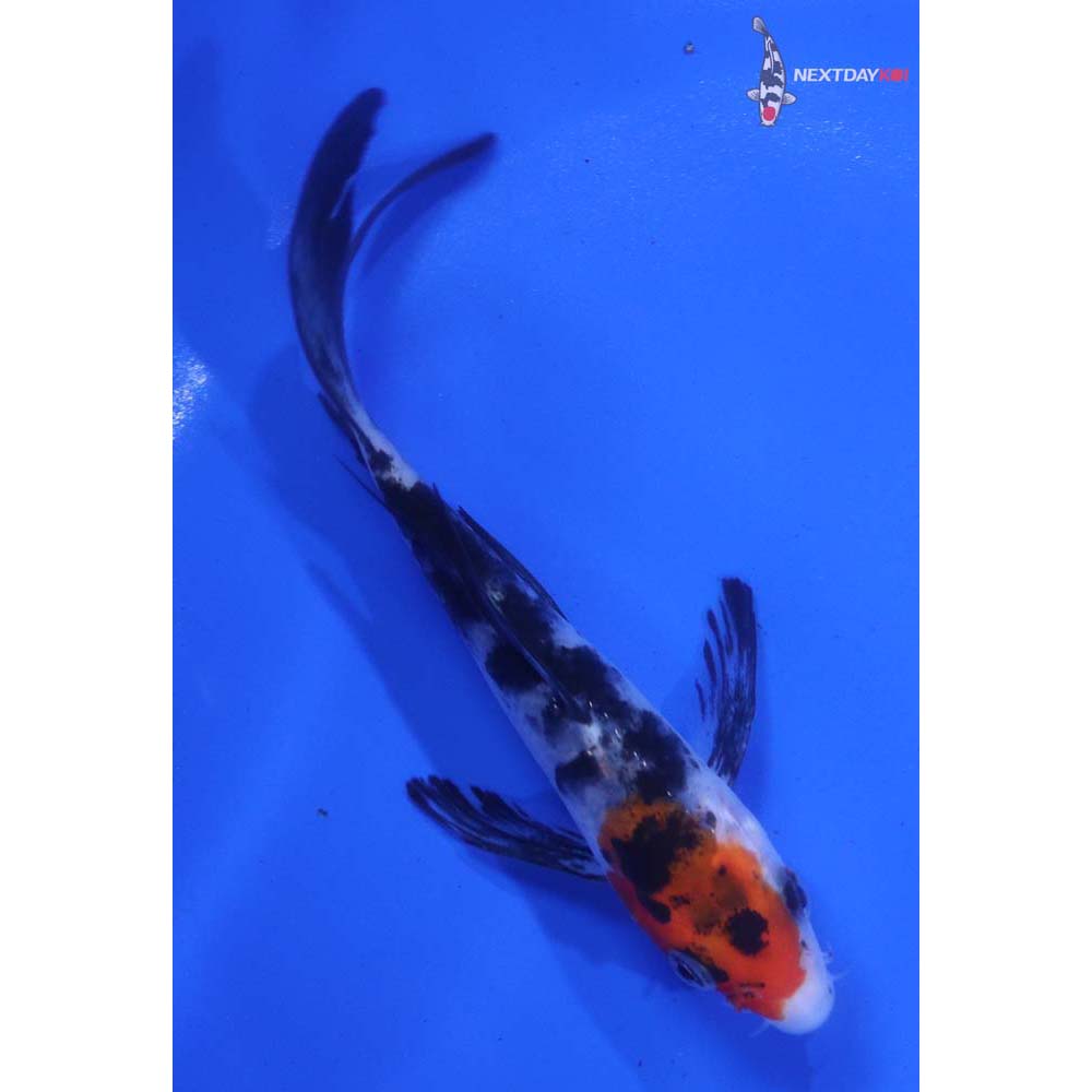 4.5” Imported Sanke Butterfly Koi