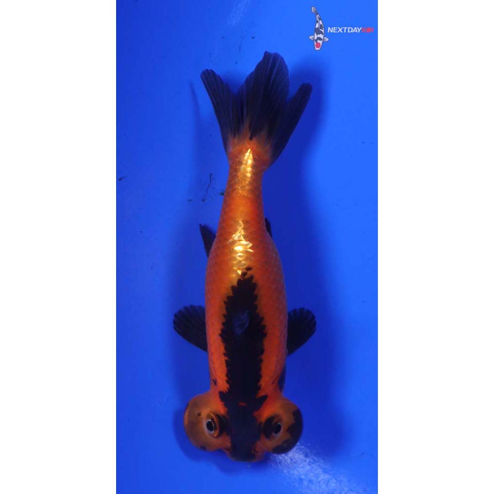 3.5” Imported Red and Black Bubble Eye