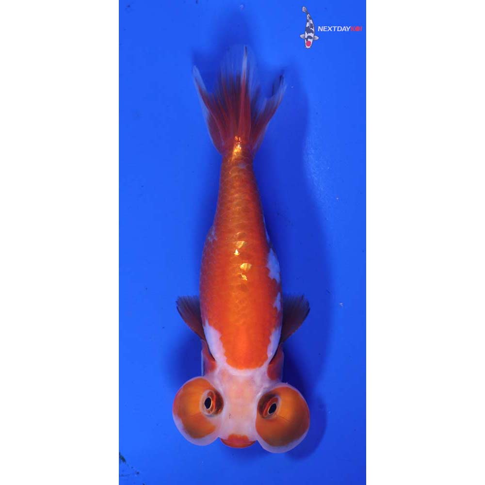 3.5” Imported Red and White Bubble Eye