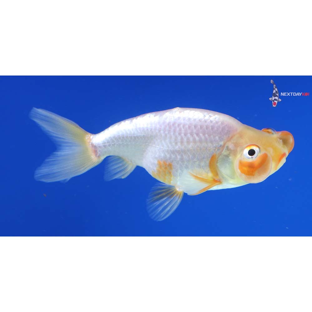 3.5” Imported Red and White Bubble Eye