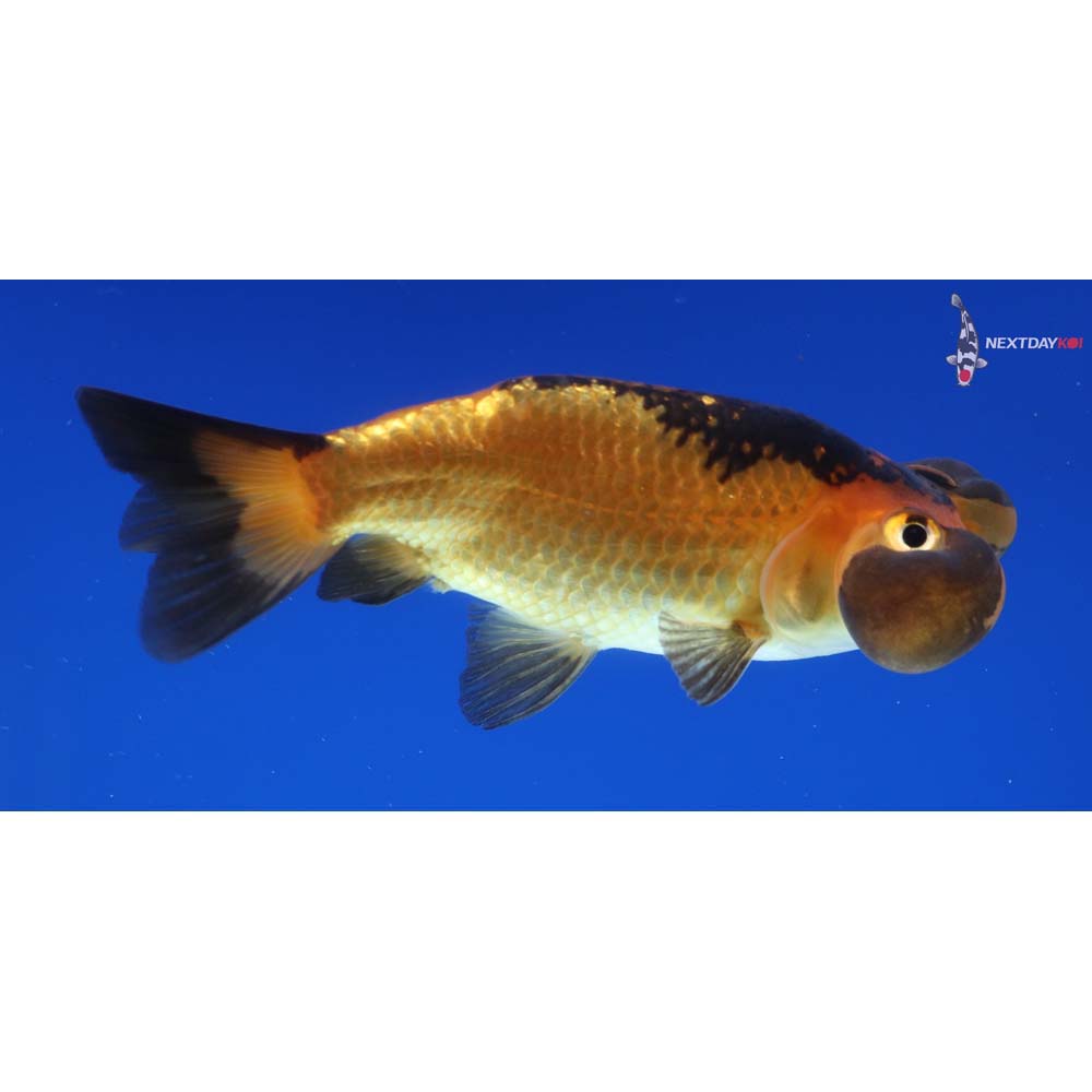 3.5” Imported Red and Black Bubble Eye