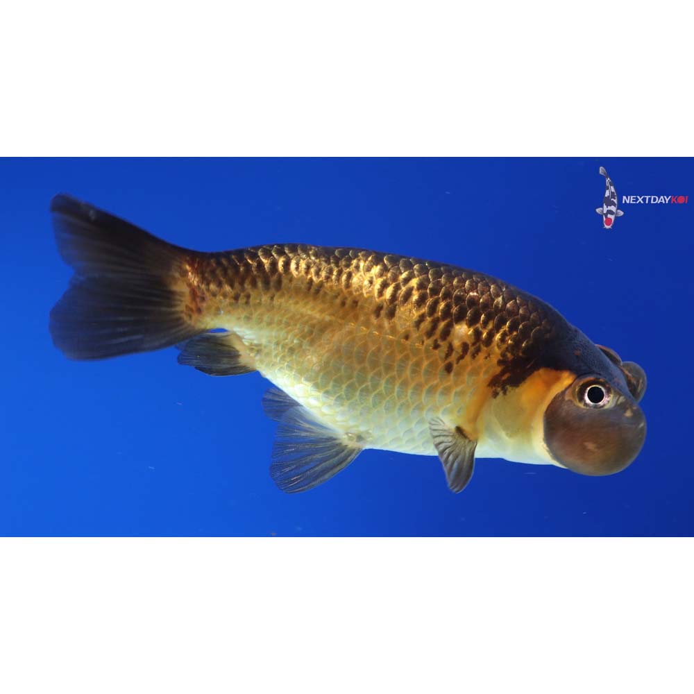 4” Imported Red and Black Bubble Eye