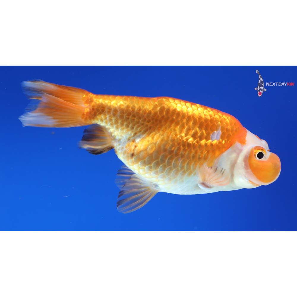 4” Imported Red and White Bubble Eye