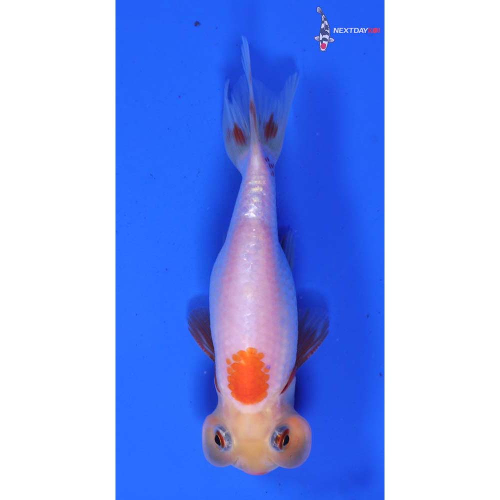 4” Imported Red and White Bubble Eye